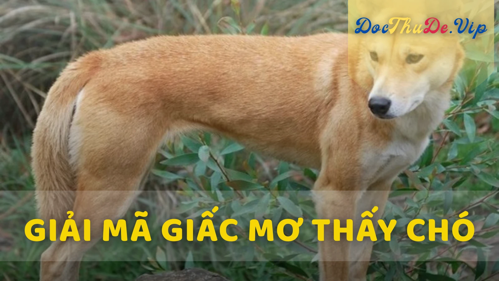 Phân Tích Điềm Báo Tâm Linh Khi Mơ Thấy Chó Phân Tích Điềm Báo Tâm Linh Khi Mơ Thấy Chó