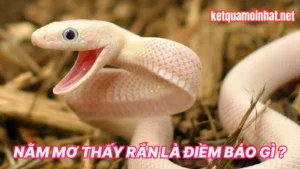 Điềm Báo Sâu Xa Của Giấc MơThấy Rắn