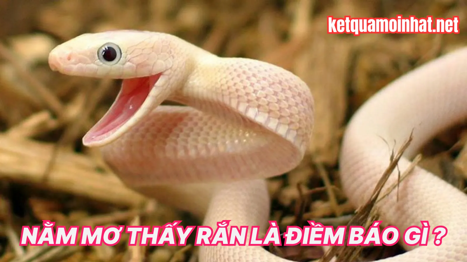 Điềm Báo Sâu Xa Của Giấc MơThấy Rắn Điềm Báo Sâu Xa Của Giấc MơThấy Rắn