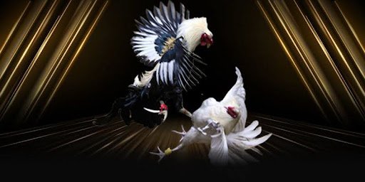 Cá cược đá gà Vswin