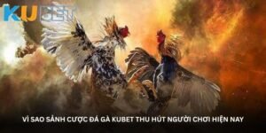 Vì sao sảnh cược đá gà Kubet thu hút người chơi hiện nay