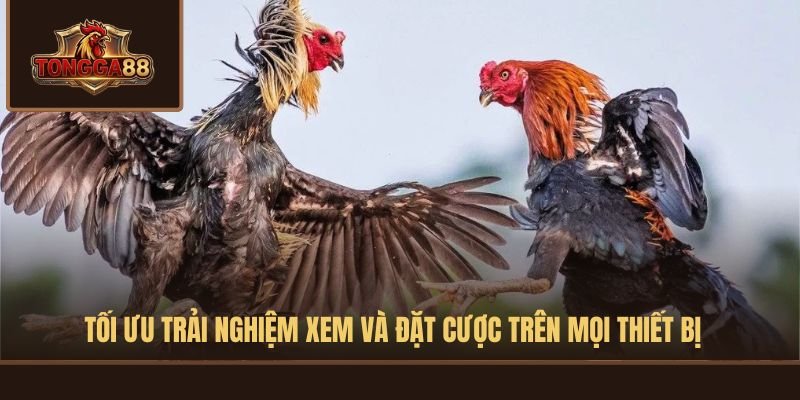 Tối ưu trải nghiệm xem và đặt cược trên mọi thiết bị