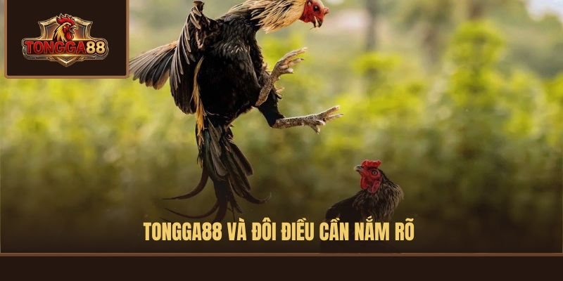 TONGGA88 và đôi điều cần nắm rõ